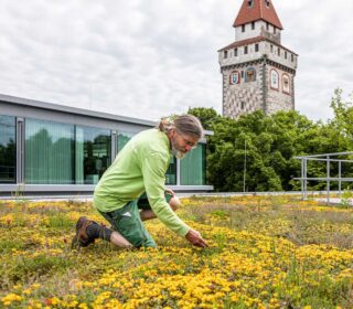 Pflege der Dachbegrünung